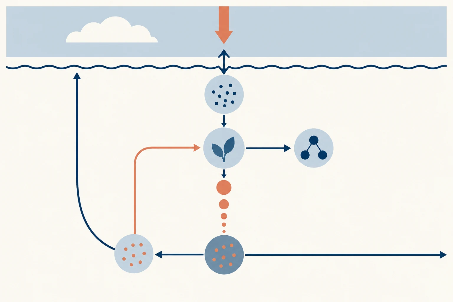 Diagrama modular del intercambio aire-mar, entrada de luz, carbono disuelto, producción fotosintética, red alimentaria, descenso de partículas, remineralización y retorno de nutrientes